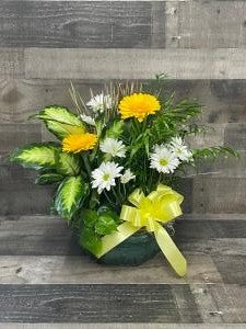 DISH GARDEN STANDARD – Flowers By Steve, Inc., Haverhill MA