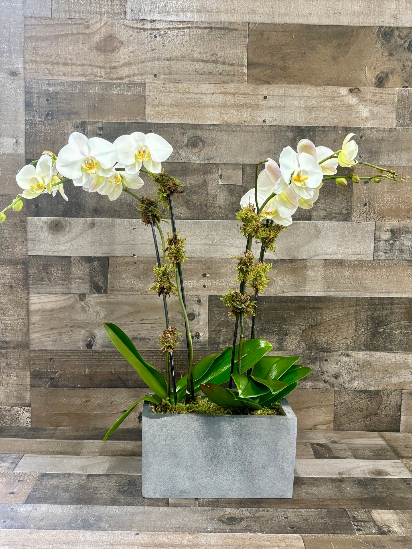 Phalaenopsis Orchid