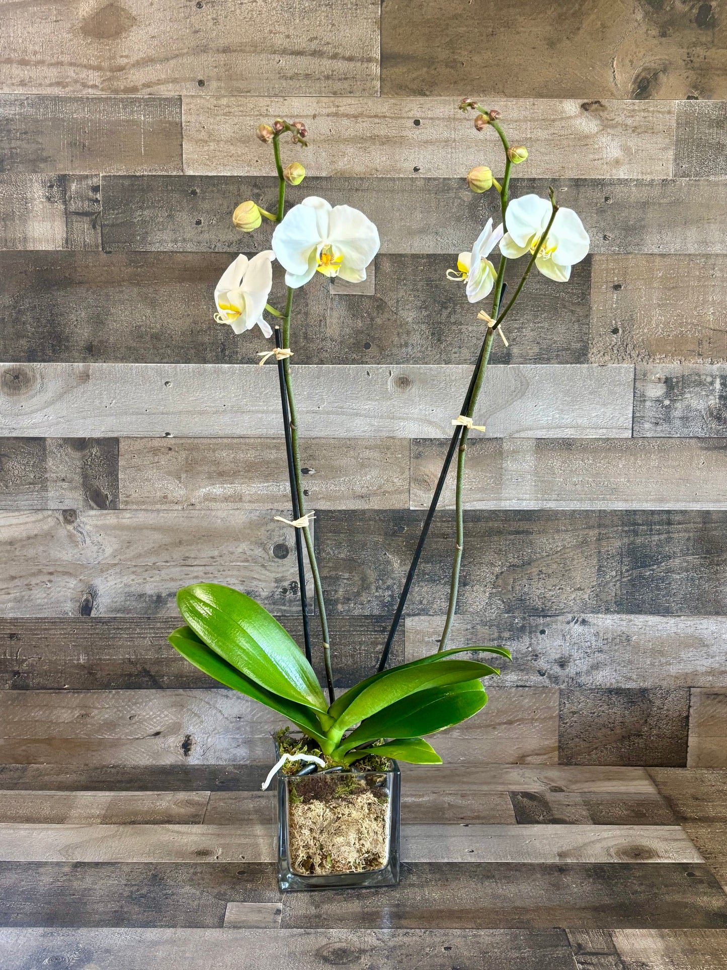 Phalaenopsis Orchid
