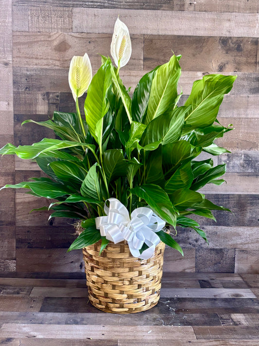 Spathiphyllum (Peace Lily) Floor plant