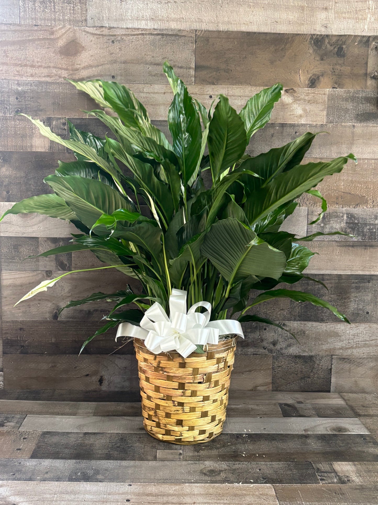 Spathiphyllum (Peace Lily) Floor plant