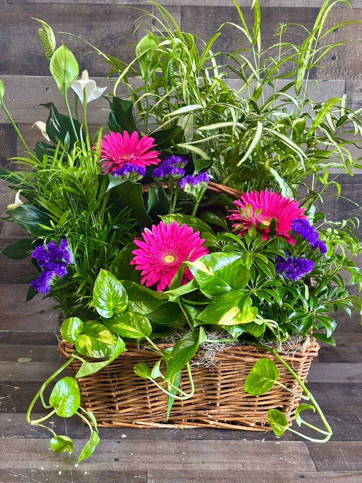 PREMIUM PLANTER –  Flowers By Steve, Inc., Haverhill MA