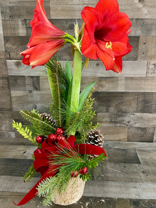 AMARYLLIS