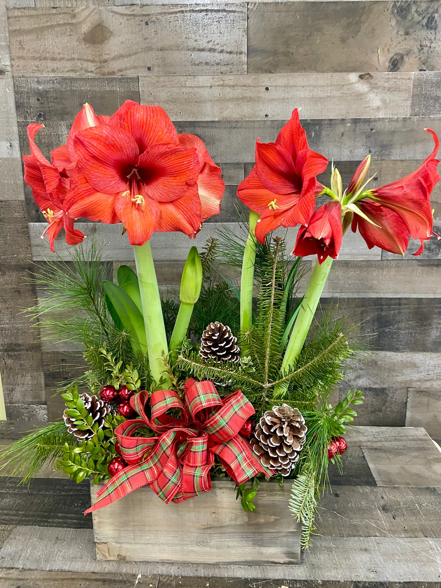 Double Amaryllis