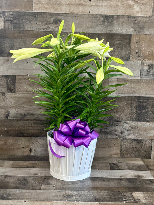 Easter Lily Deluxe
