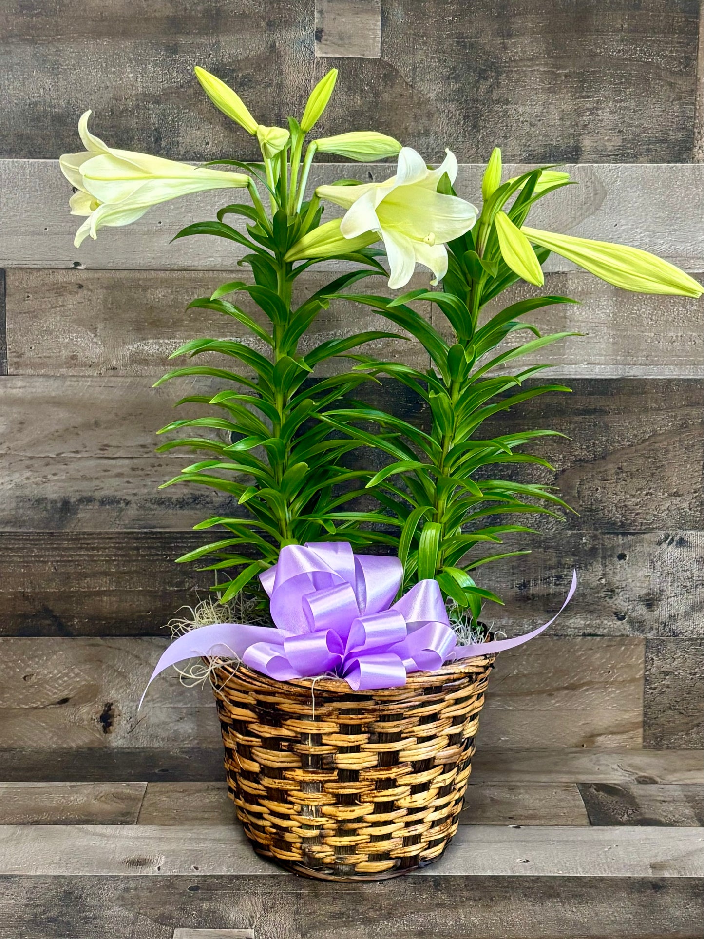 Easter Lily