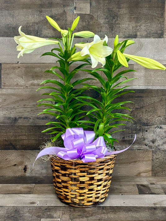 Easter Lily