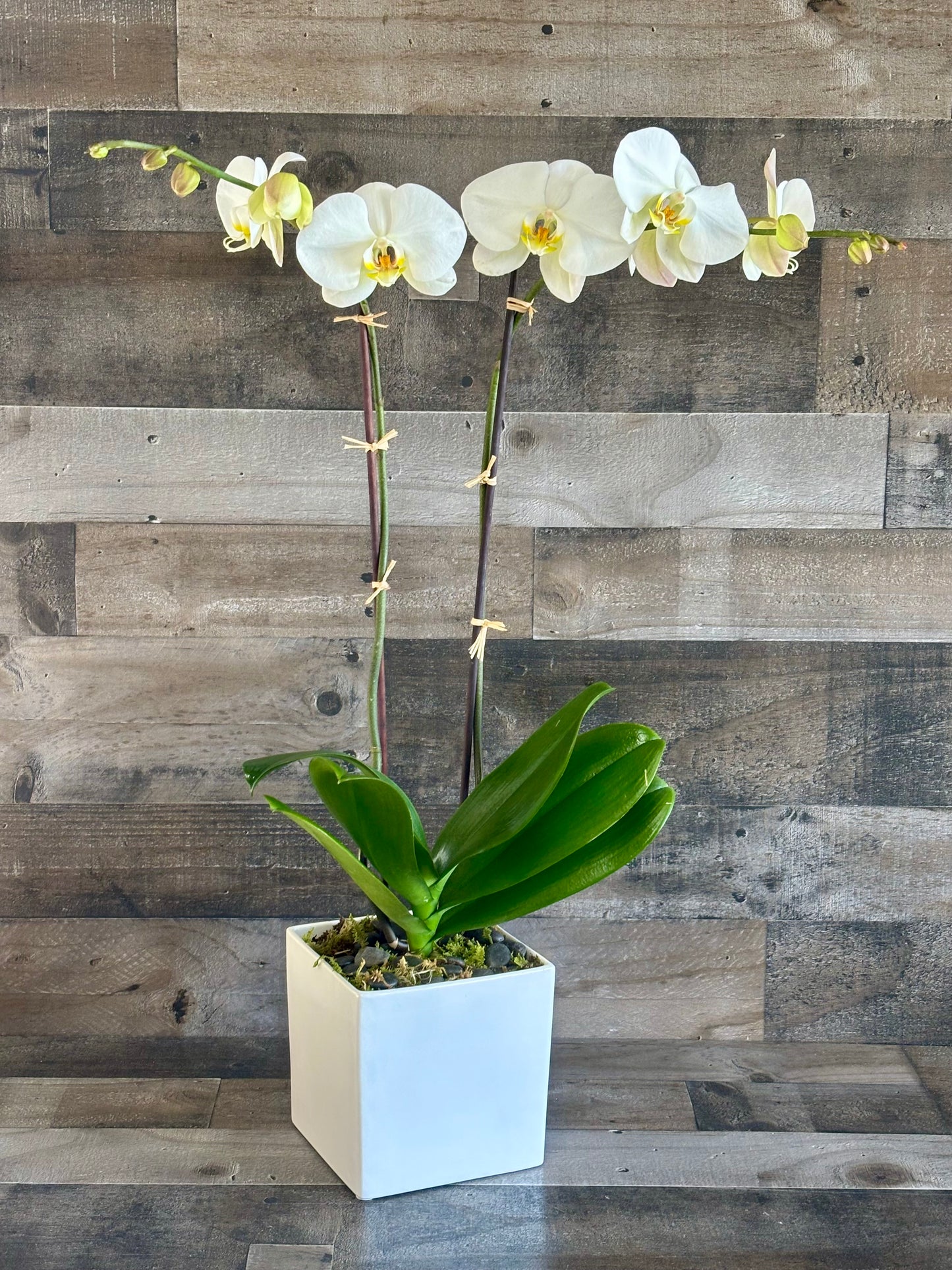 Phalaenopsis Orchid