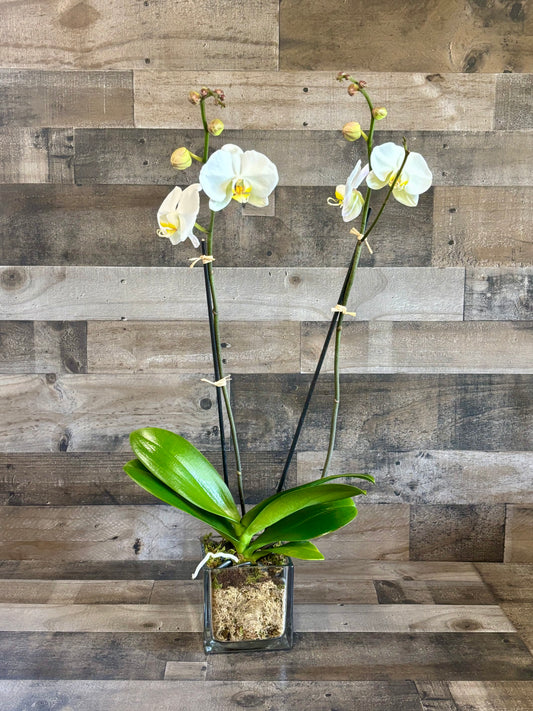 Phalaenopsis Orchid
