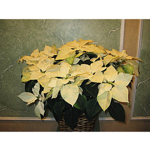 Large Poinsettia